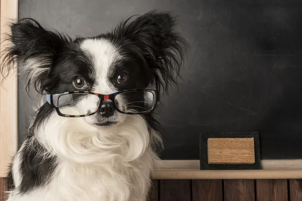 Gözlüklü bir okul öğretmeni olarak köpek Telifsiz Stok Imajlar