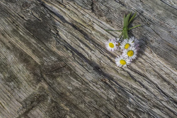 Sedmikrásky banda dřevěné pozadí — Stock fotografie