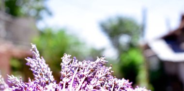Kırsal bir arazinin arka planındaki lavanta buketini kapat.