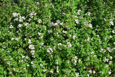 Kalın, yabani güller şeklinde bir çit.