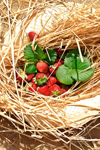 Strawberries Strawberry Leaves Straw Straw Hat — Stock Photo, Image