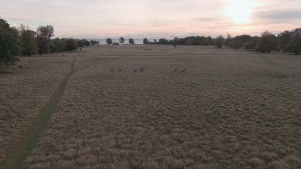 Imágenes Aéreas Hermoso Amanecer Otoño Sobre Prado Gran Reserva Natural — Vídeos de Stock