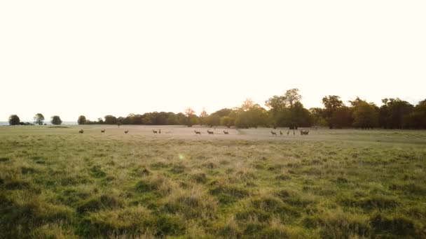 Prachtige Herfstzonsopgang Boven Een Weide Het Grote Natuurgebied Dyrehaven Klampenborg — Stockvideo