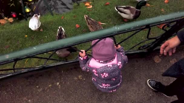 Bambina Osserva Anatre Gabbiani Che Vengono Nutriti Vicino Lago All — Video Stock