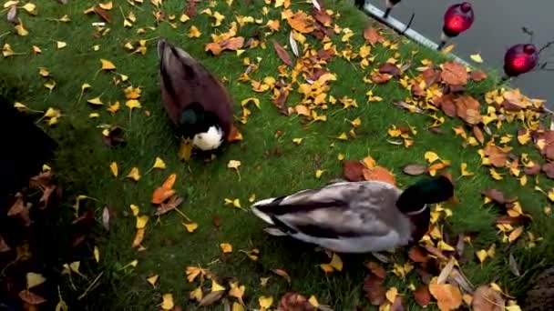 Patos Procura Comida Perto Lago Dentro Jardins Tivoli Copenhague Patos — Vídeo de Stock