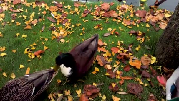 Ducks Searching Food Lake Tivoli Gardens Copenhagen Both Female Male — Stock Video