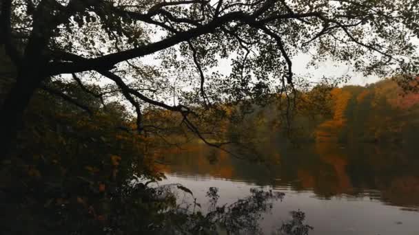 俯瞰位于哥本哈根Dk北部林格比和克拉彭堡之间的戴雷黑文自然保护区美丽的霍特坦湖 这是一个灰蒙蒙的秋日 美丽的橙色 黄色和褐色的树叶映衬在池塘里 — 图库视频影像