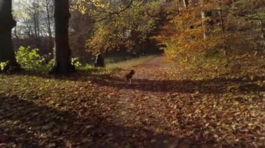 Ormanda koşuşturan sevimli, kahverengi bir köpek. Köpek açıkta olduğu için çok mutlu. Yer, Danimarka 'nın kuzeyindeki Sophienholm Kalesi ve Bagsvaerd Gölü' ne yakındır. Güneşli bir sonbahar günü. Gerçek zamanlı 1080 peni.
