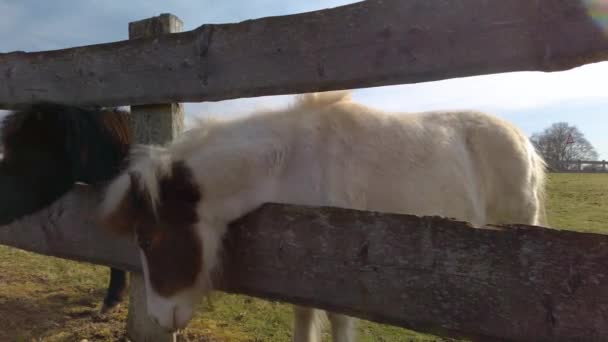 Dos Caballos Islandeses Dentro Redil Caballos Siendo Alimentados Con Zanahorias — Vídeo de stock