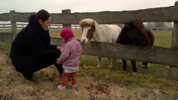 馬の折り目の中にアイスランドの馬 母親と彼女の小さな赤ちゃんの娘によってニンジンを供給されています 灰色の秋の日です 1080P — ストック動画