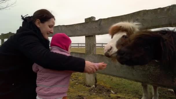 Islandzki Koń Owczarni Karmiony Marchewką Przez Matkę Jej Córeczkę Jest — Wideo stockowe