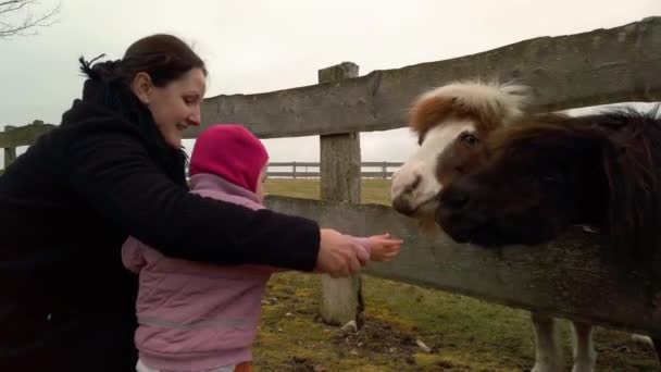 Icelandic Horse Horse Fold Being Fed Carrots Mother Her Little — Stock Video