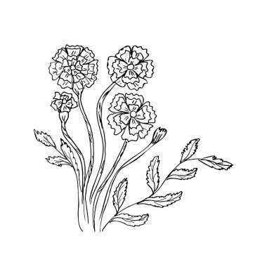 Bitkisel çiçeğin el yapımı çizimi marigold farmasötik marigold vektör botanik illüstrasyon beyaz arka planda izole