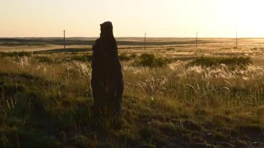 Taş heykel bozkırda duruyor. Balbal göçebesi.