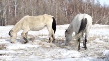 Atlar kışın karlı bir tarlada otlar..