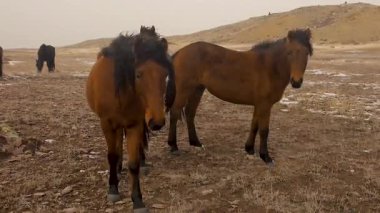 Vahşi doğada üç meraklı at yaklaşıyor..