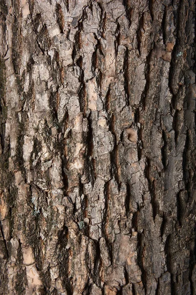 Přírodní Pozadí Staré Kůry Stromů Textura Hnědé Barvy Lze Použít Stock Obrázky