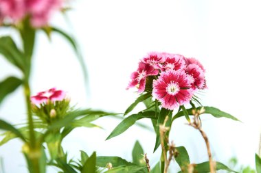 Güzel kırmızı tatlı William (Dianthus Barbatus) çiçekleri beyaz arka planda izole edilmiş.