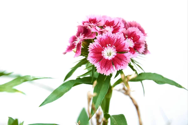 Güzel kırmızı tatlı William (Dianthus Barbatus) çiçekleri beyaz arka planda izole edilmiş.