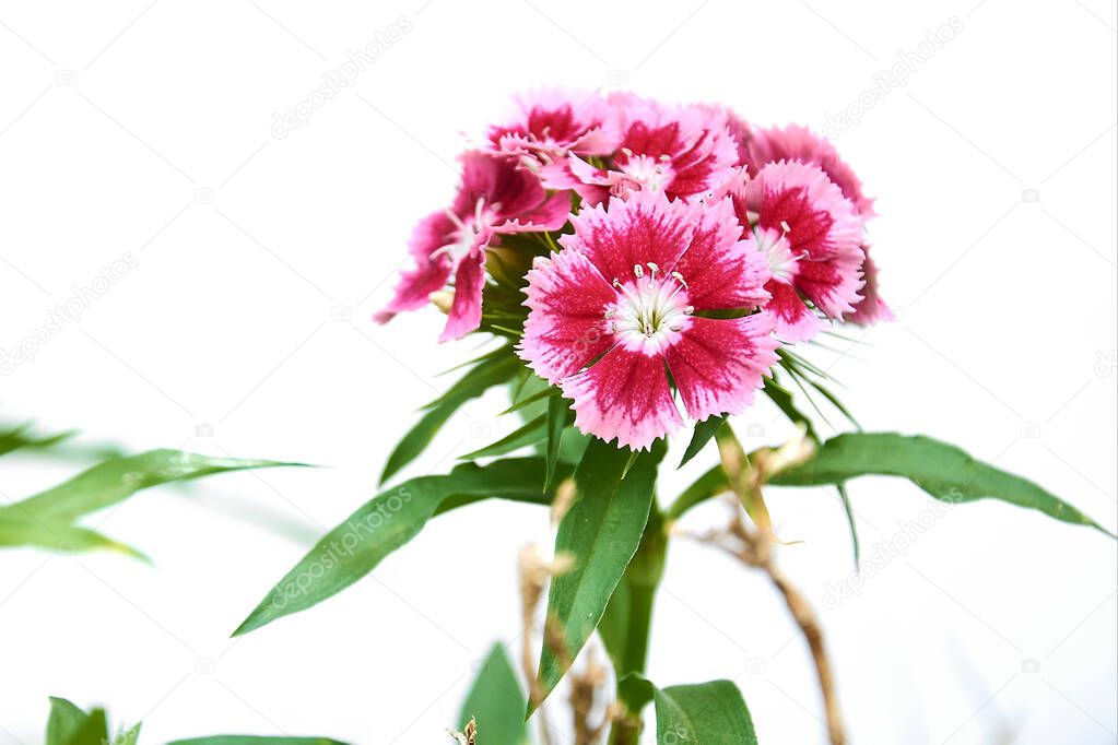 Beautiful red Sweet William (Dianthus Barbatus) flowers isolated on white background.