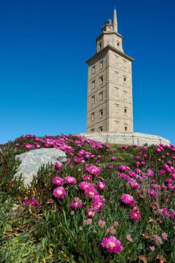 Herkül Kulesi 'nin manzarası ve İspanya' nın Galiçya eyaleti La Coruna 'da bir bahar gününde mor çiçekler ve yeşil yaprakların güzel ön planı..