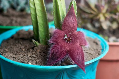 Stapelia mor deniz yıldızı çiçeği ve üzerinde sinek ve yumurta olan saksı üzerindeki sulu bitki manzarası. Yatay olarak kapat.