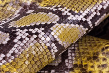 Piton yılan derisi deri arka plan, yılan derisi, doku, hayvan, sürüngen