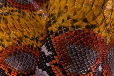 Piton yılan derisi deri arka plan, yılan derisi, doku, hayvan, sürüngen