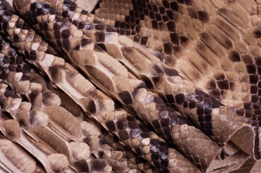 Piton yılan derisi deri arka plan, yılan derisi, doku, hayvan, sürüngen