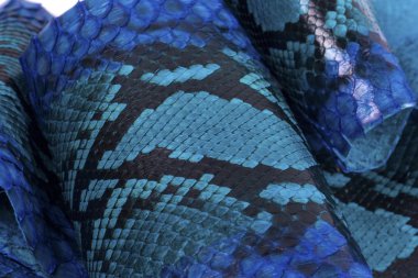 Piton yılan derisi deri arka plan, yılan derisi, doku, hayvan, sürüngen