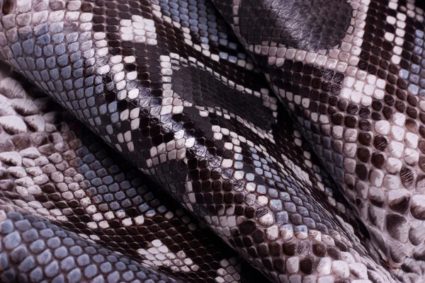 Tło skóry wężowej skóry Python, skóra węża, tekstura, zwierzę, gad — Zdjęcie stockowe