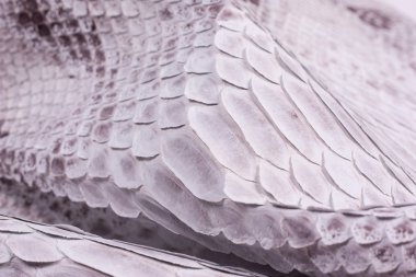 Piton yılan derisi deri arka plan, yılan derisi, doku, hayvan, sürüngen