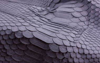 Piton yılan derisi deri arka plan, yılan derisi, doku, hayvan, sürüngen