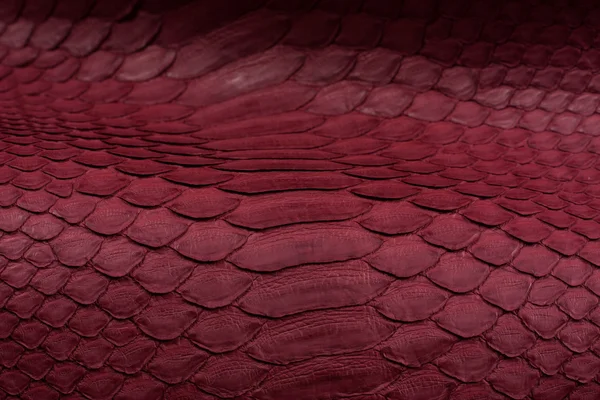 Python snakeskin leather background, snake skin, texture, animal, reptile