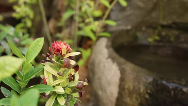 Asiatiska blommor och växter i balinesisk trädgården, 50fps, 1080p. Litet vattenfall på en bakgrund. — Stockvideo