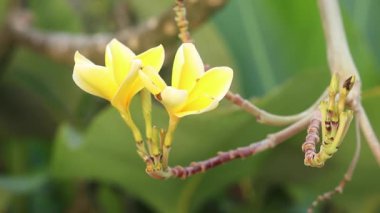 Bir ağaç, Bali, Endonezya Plumeria/frangipani çiçekler. Arka plan için uygundur. Tam Hd 1080p 50fps.