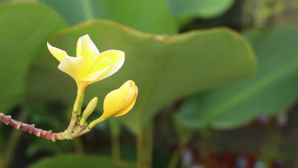 Plumeria / frangipani flores en un árbol, Bali, Indonesia. Adecuado para fondo. Full HD 50fps, 1080p . — Vídeos de Stock