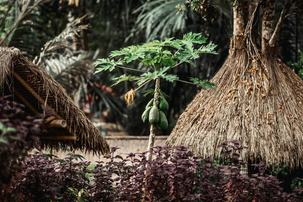 Papaya-Baum im Dschungel-Regenwald der magischen Insel Bali. Indonesien. Biolebensmittelkonzept. — Stockfoto