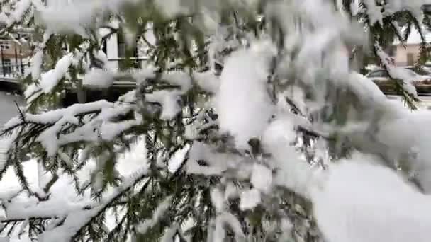 Sneeuwboom in een winterpark. Slow motion beelden. — Stockvideo