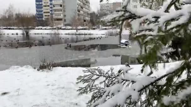 Árbol de nieve en un parque de invierno. Imágenes en cámara lenta. — Vídeos de Stock