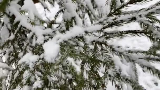 Árbol de nieve en un parque de invierno. Imágenes en cámara lenta. — Vídeos de Stock