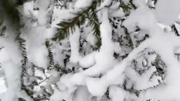Snow tree in a winter park. Slow motion footage. — Stock Video