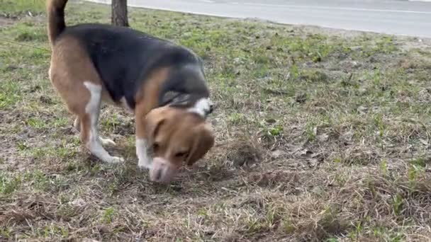 ビーグル犬が公園で地面を掘っています. — ストック動画