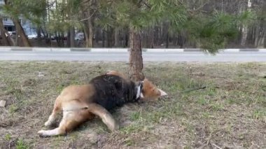 Beagle köpeği parkta toprağı kazıyor..