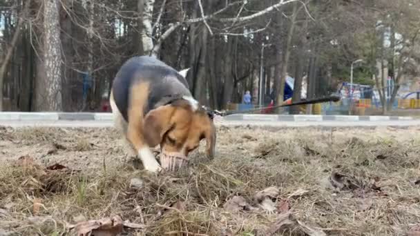 ビーグル犬が公園で地面を掘っています. — ストック動画