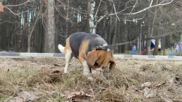 Beagle perro está cavando el suelo en el parque. — Vídeo de stock