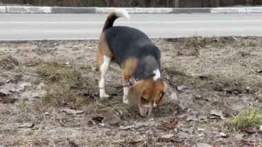 Beagle köpeği parkta toprağı kazıyor..