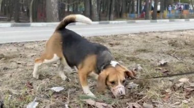 Beagle köpeği parkta toprağı kazıyor..