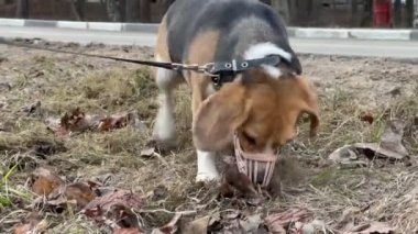 Beagle köpeği parkta toprağı kazıyor..