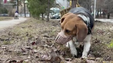 Beagle köpeği parkta toprağı kazıyor..